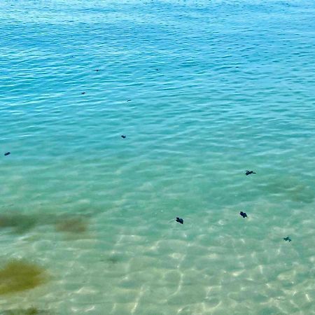 Beachfront Apartment With Swimming Pool. One Bedroom Celestun Extérieur photo